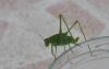 Phaneroptera sp.